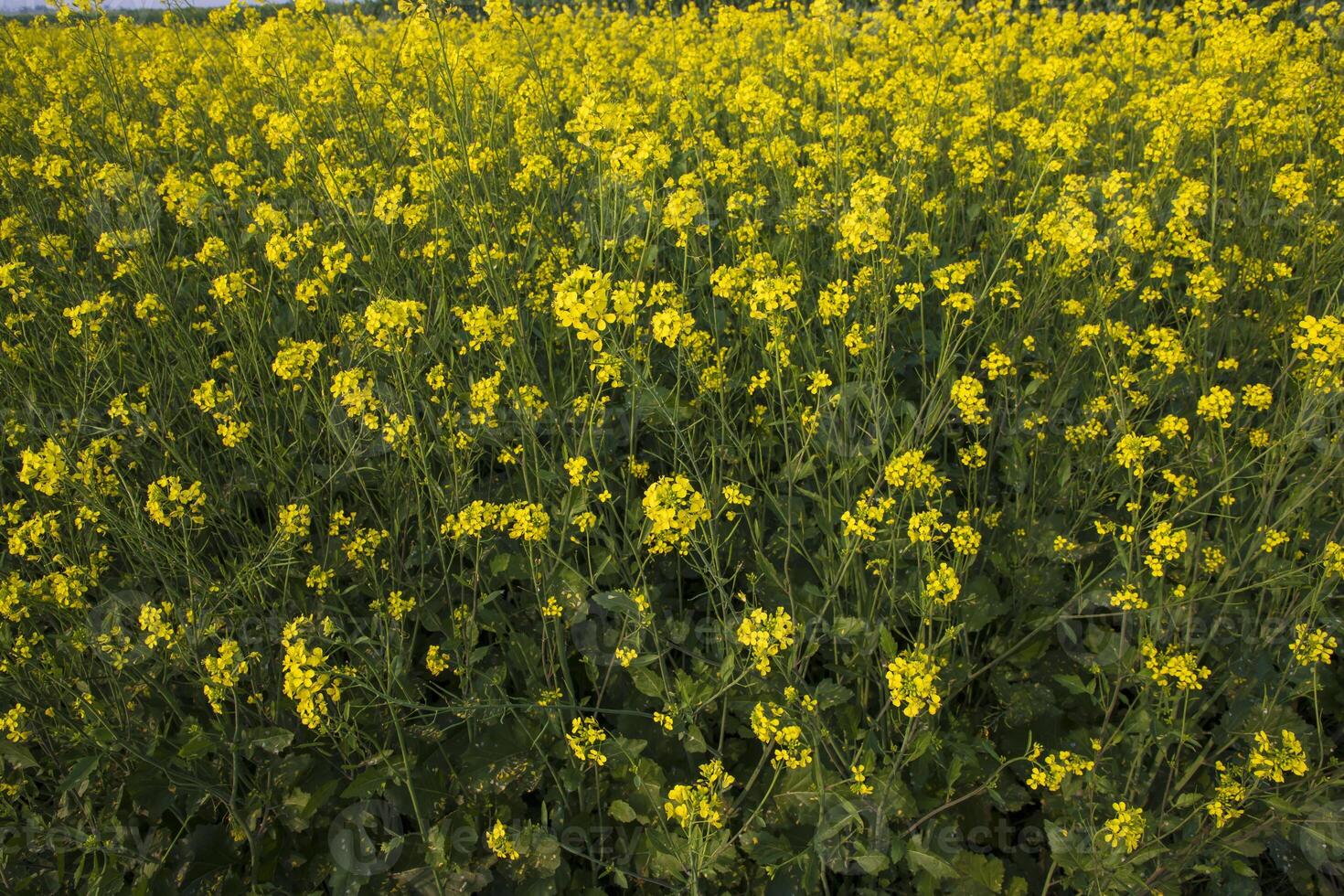 Blooming Yellow Rapeseed flowers in the field.  can be used as a floral texture background photo