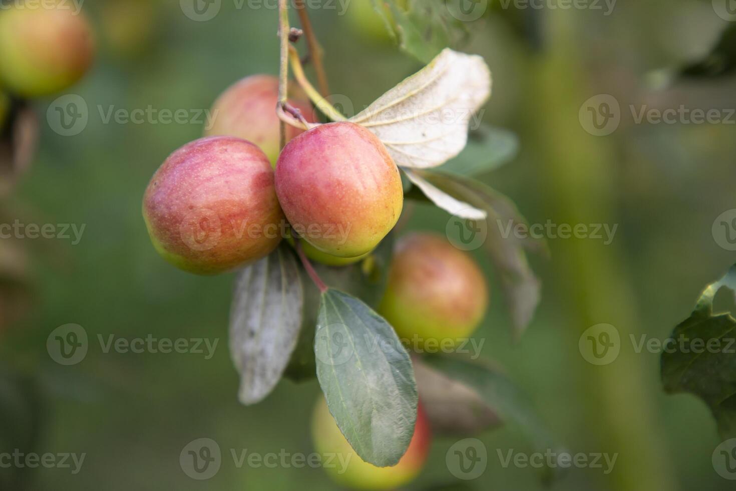 Red jujube fruits or apple kul boroi on a branch in the garden. Selective Focus with Shallow depth of field photo