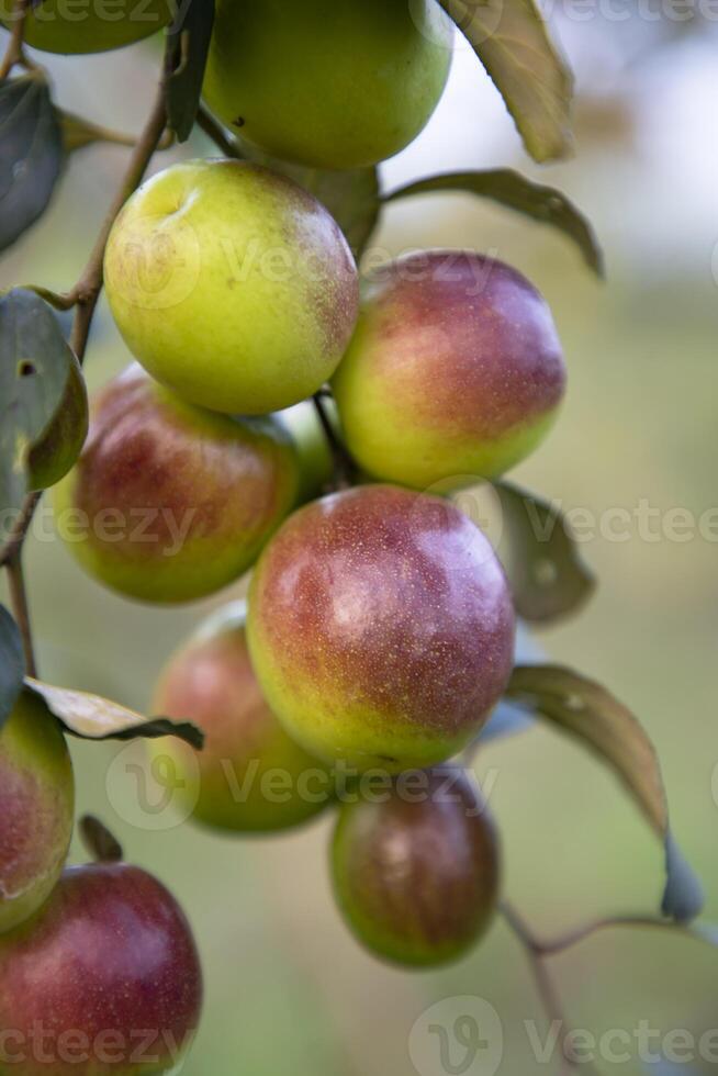 Red jujube fruits or apple kul boroi on a branch in the garden. Selective Focus with Shallow depth of field photo