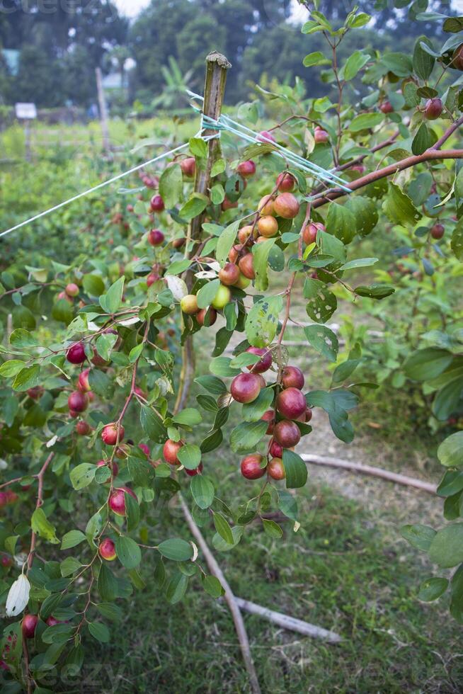 Fruta árbol con inmaduro rojo pastilla frutas o manzana kul boroi en el jardín foto