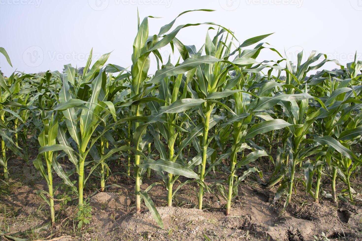 Agriculture corn fields growing in the harvest countryside of Bangladesh photo