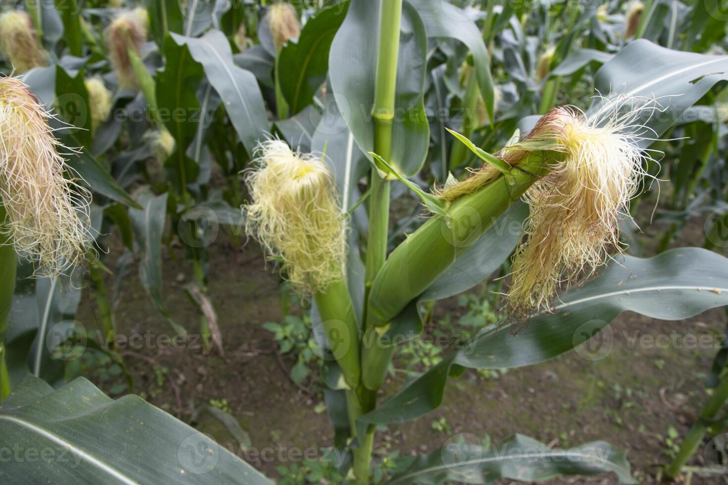 agricultural field of corn with young maize cobs growing on the  farm photo