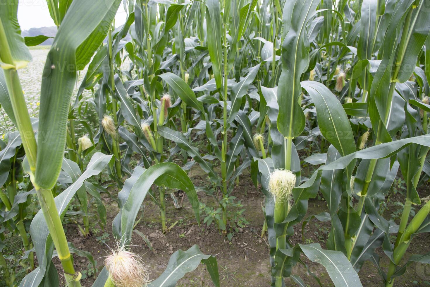 agricultural field of corn with young maize cobs growing on the  farm photo