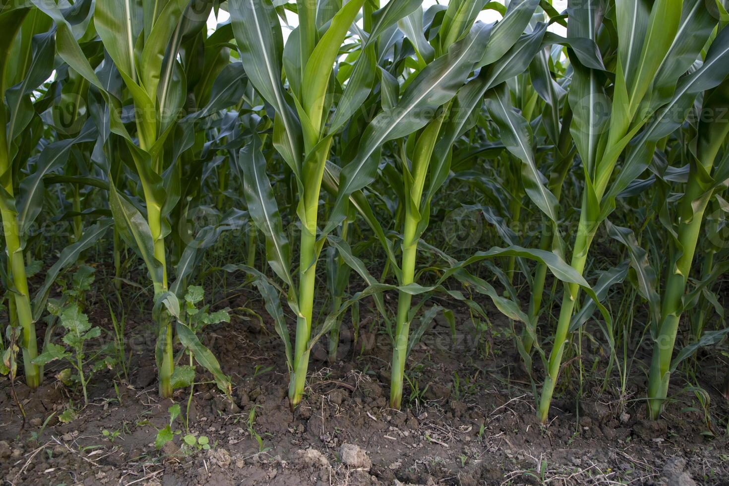 Agriculture corn fields growing in the harvest countryside of Bangladesh photo