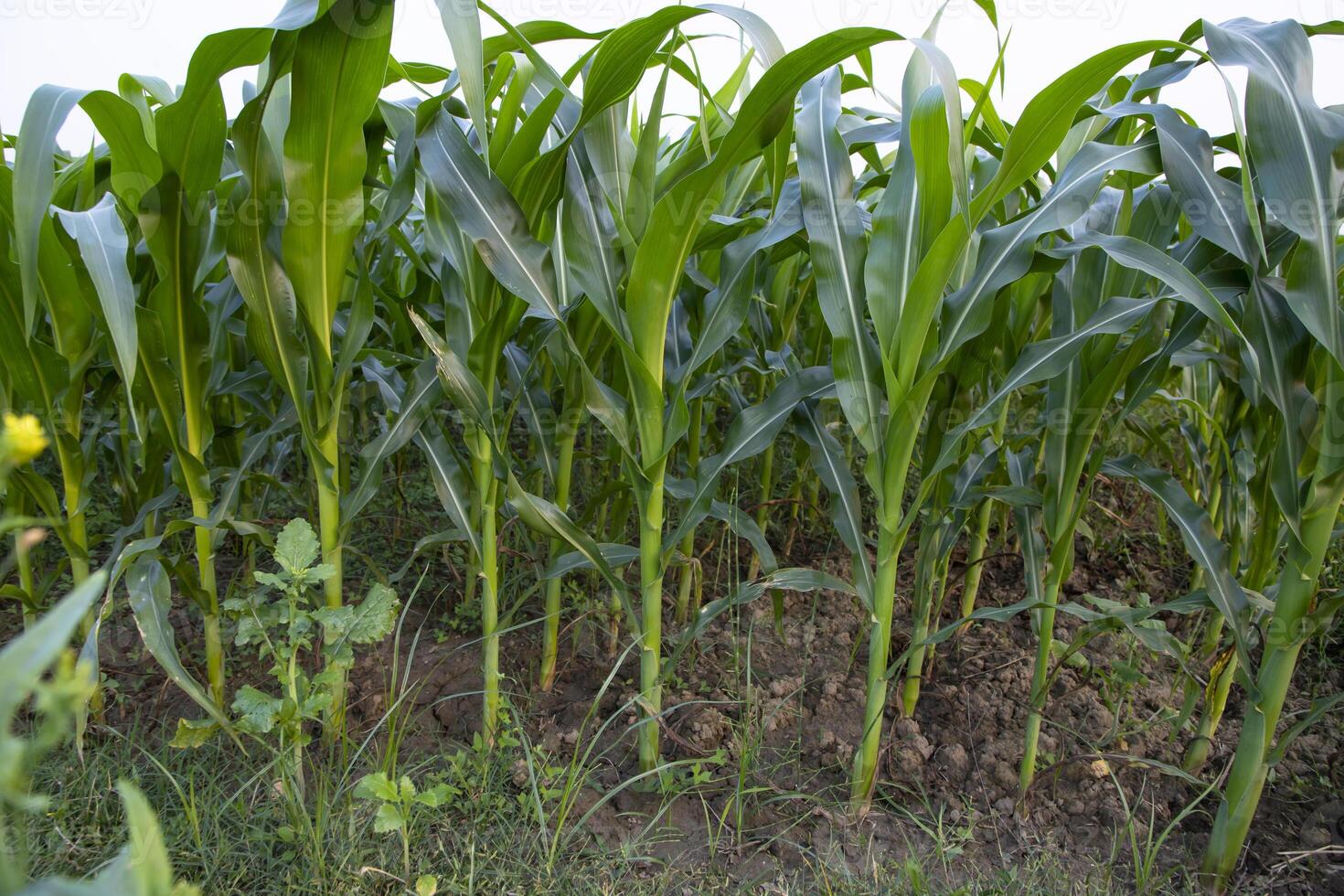 agricultura maíz campos creciente en el cosecha campo de Bangladesh foto