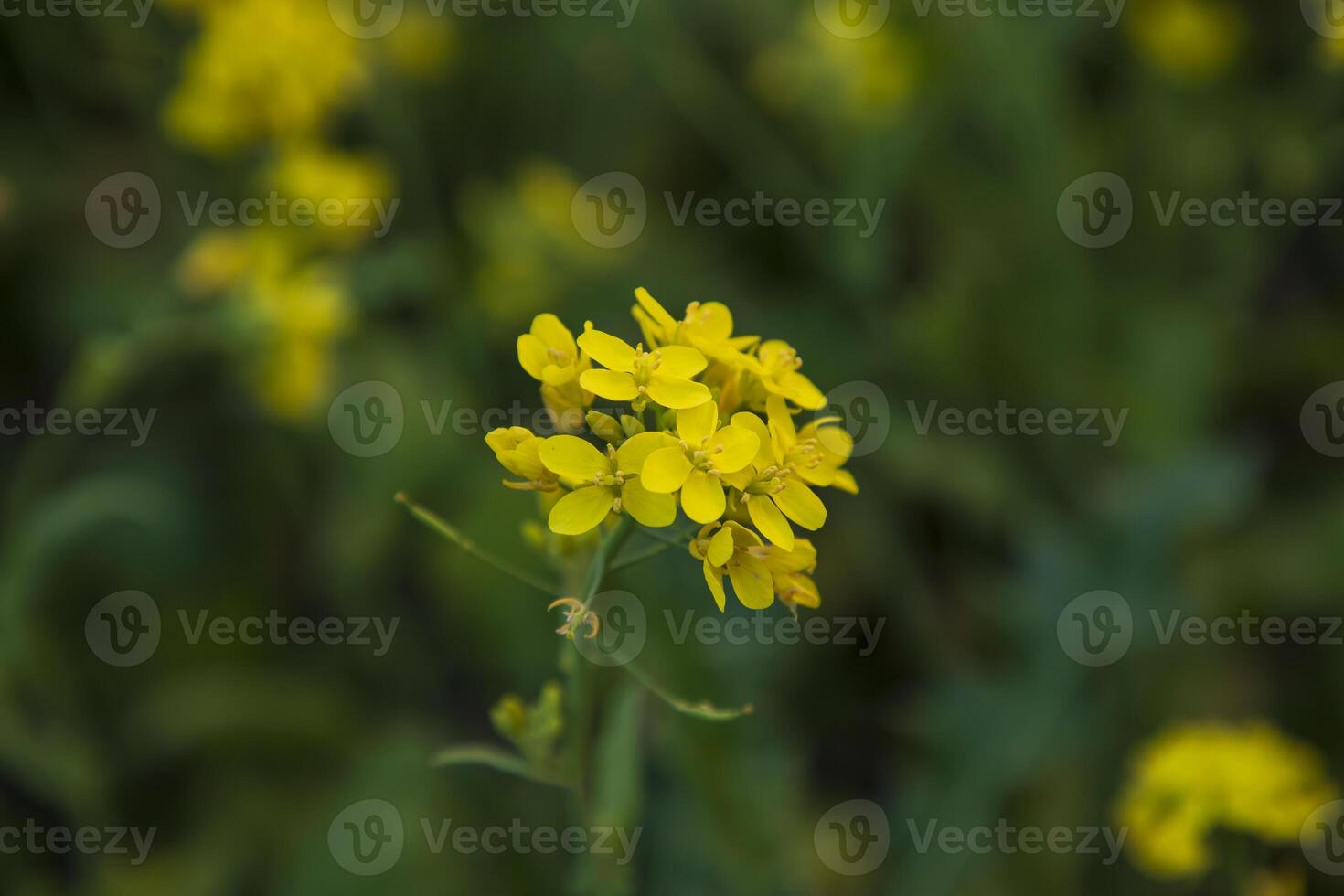 Close-up Focus A Beautiful  Blooming  Yellow rapeseed flower with blurry background photo