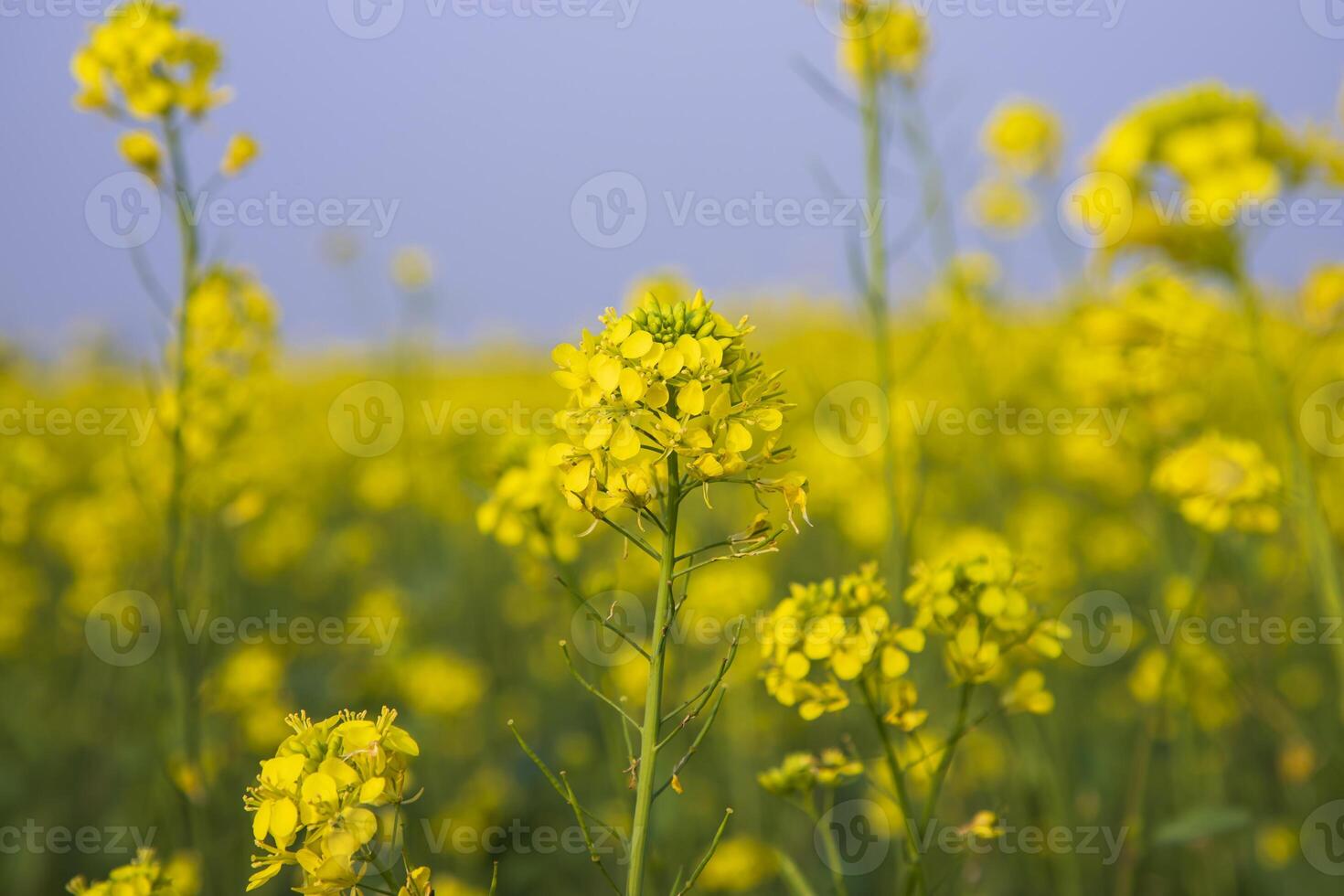 Close-up Focus A Beautiful  Blooming  Yellow rapeseed flower with blurry background photo