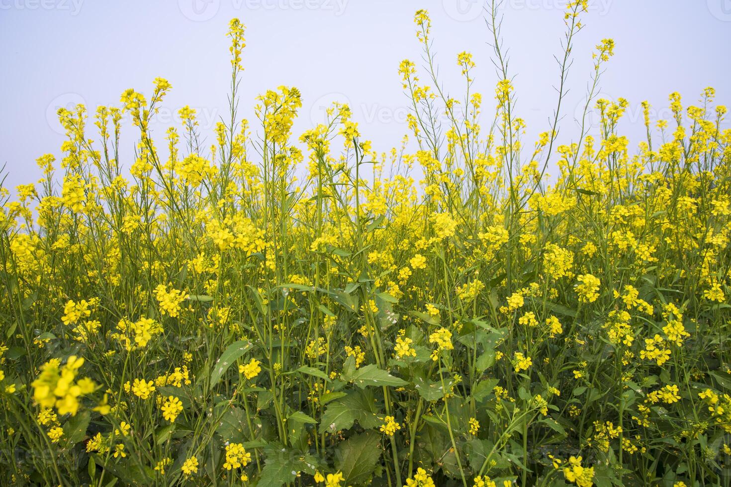 Outdoor yellow Rapeseed Flowers Field Countryside of Bangladesh photo