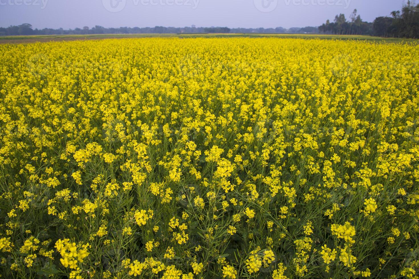 Beautiful Floral Landscape View of Rapeseed  in a field with blue sky in the countryside of Bangladesh photo