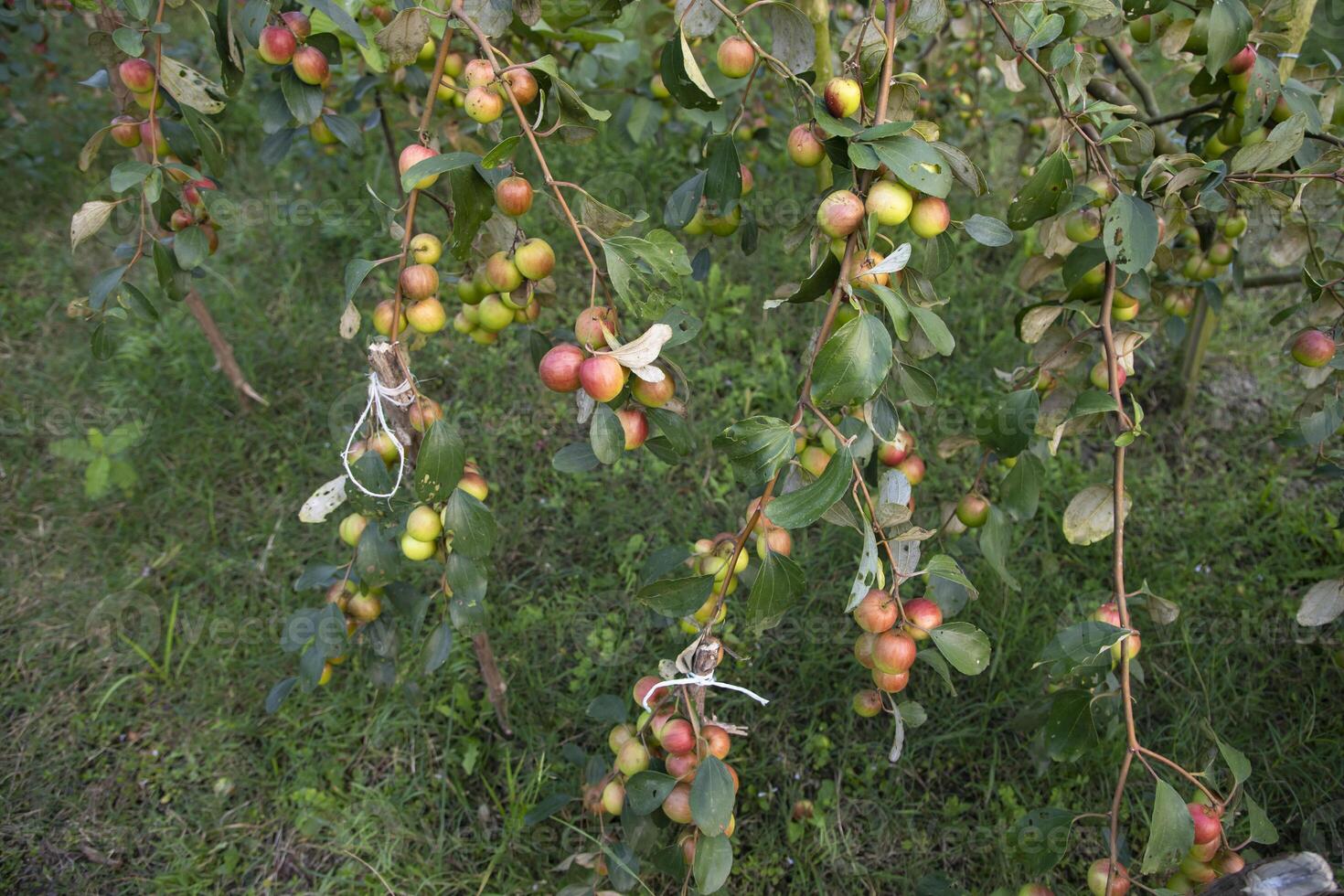 Fruit tree with unripe Red jujube fruits or apple kul boroi  in the garden photo