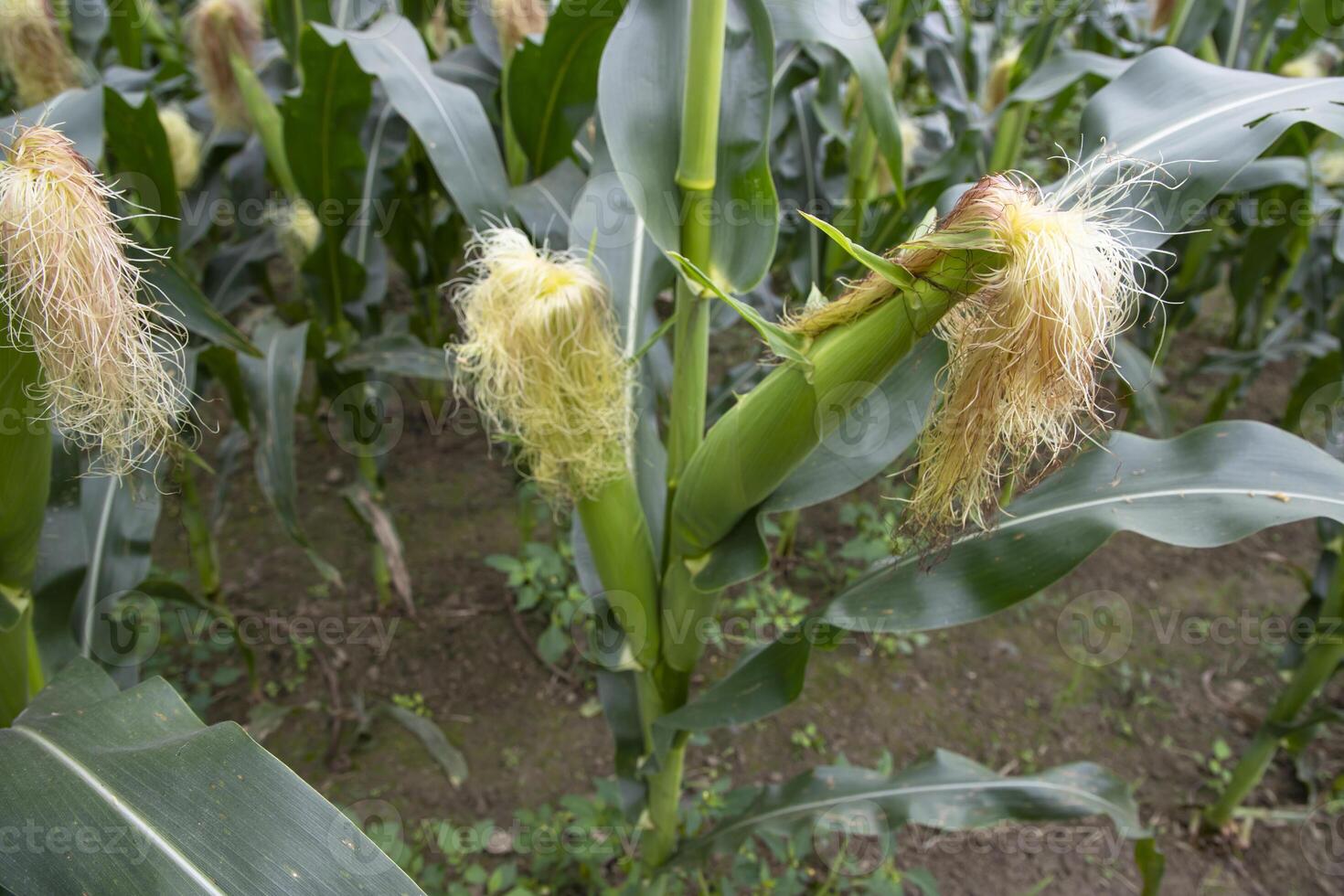 agricultural field of corn with young maize cobs growing on the  farm photo