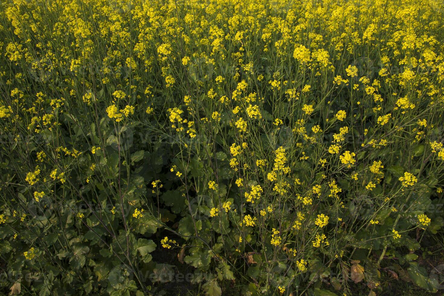 Blooming Yellow Rapeseed flowers in the field.  can be used as a floral texture background photo