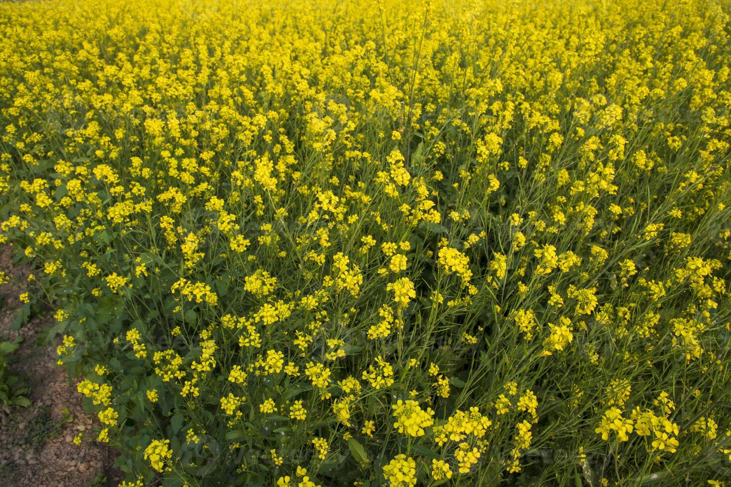 Blooming Yellow Rapeseed flowers in the field.  can be used as a floral texture background photo