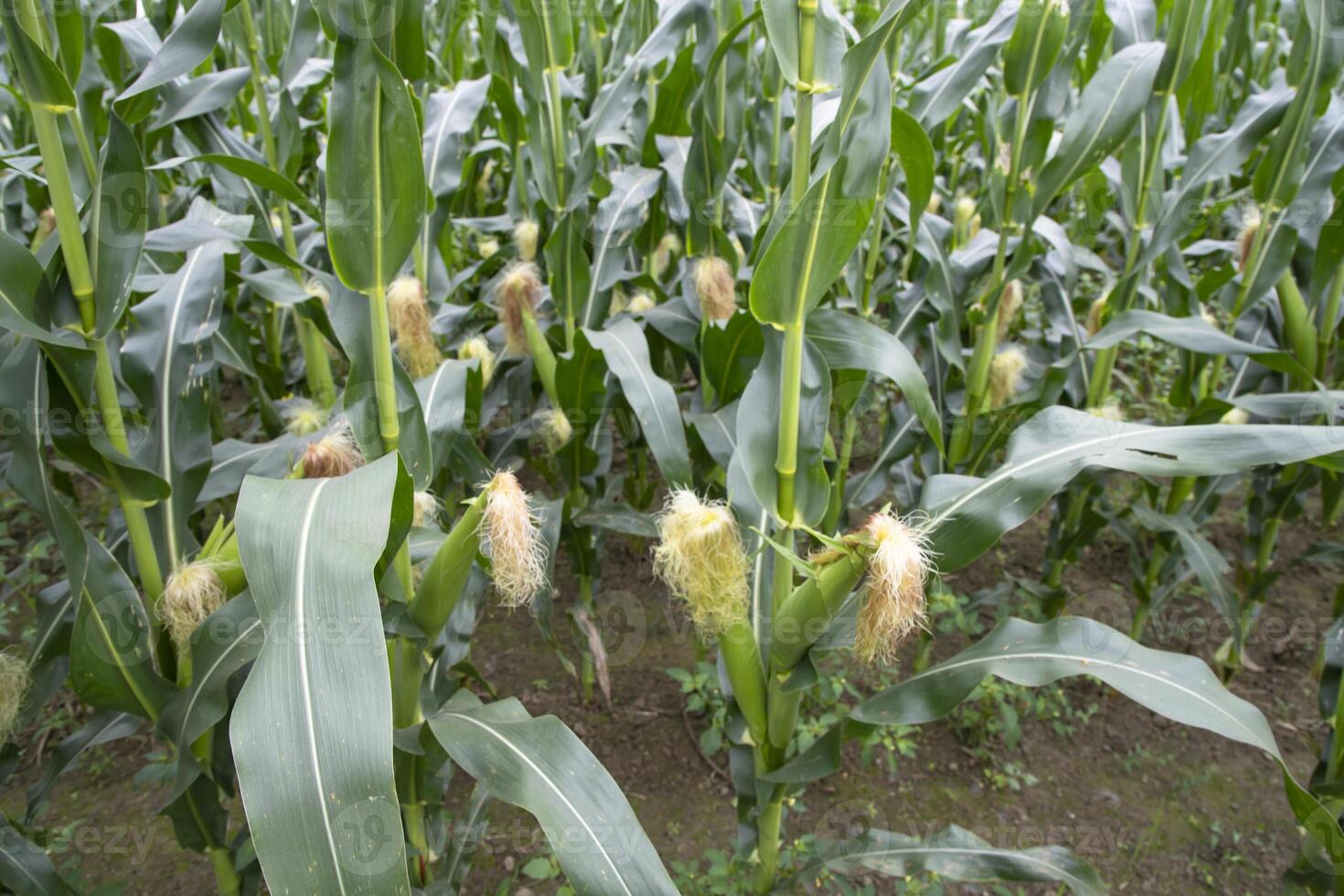 agricultural field of corn with young maize cobs growing on the  farm photo
