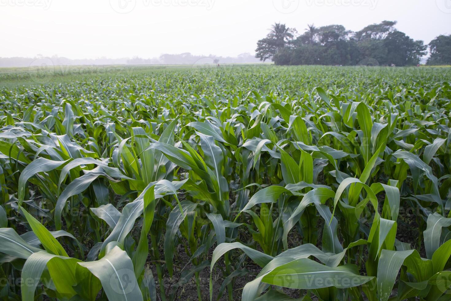 Agriculture corn fields growing in the harvest countryside of Bangladesh photo