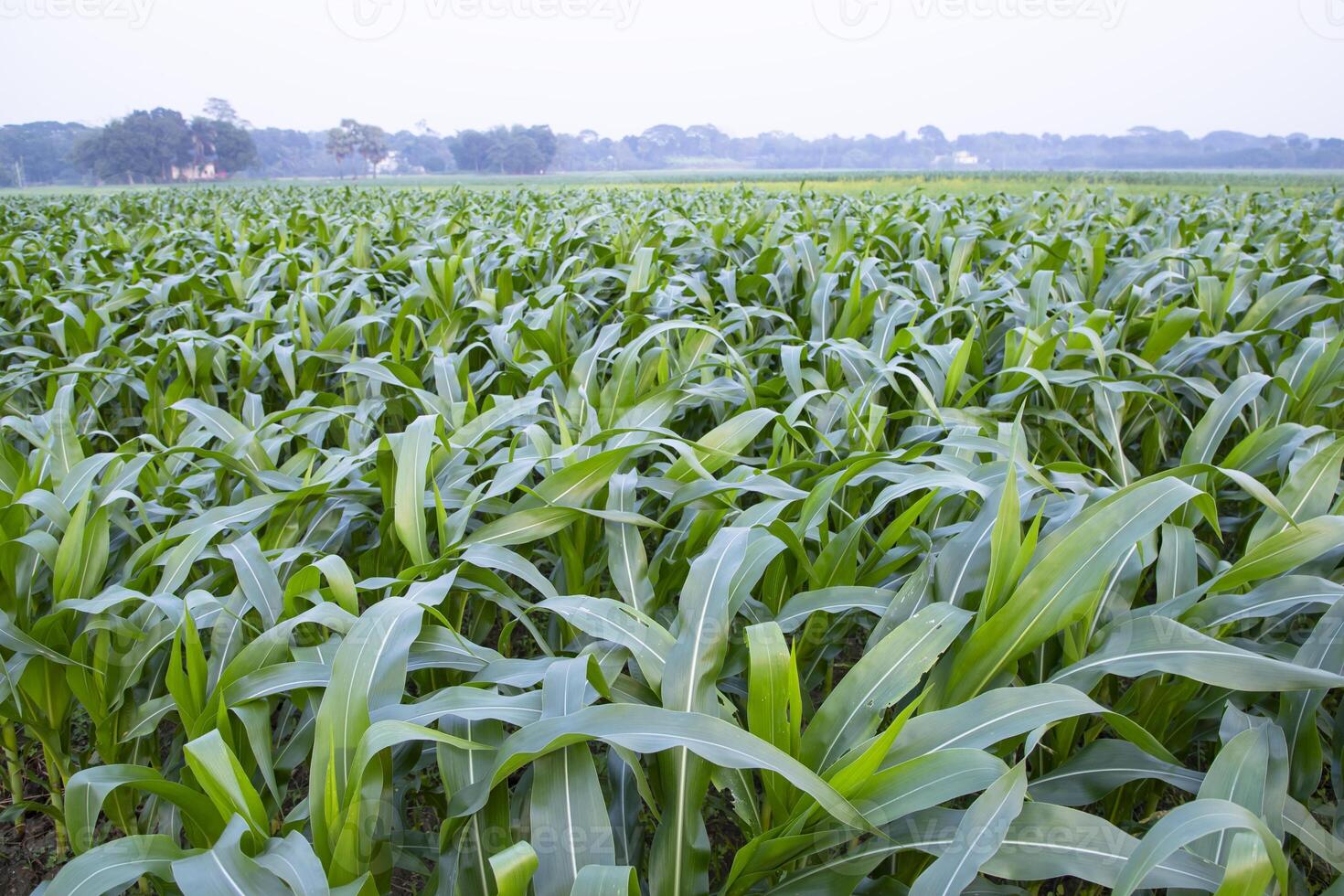 agricultura maíz campos creciente en el cosecha campo de Bangladesh foto