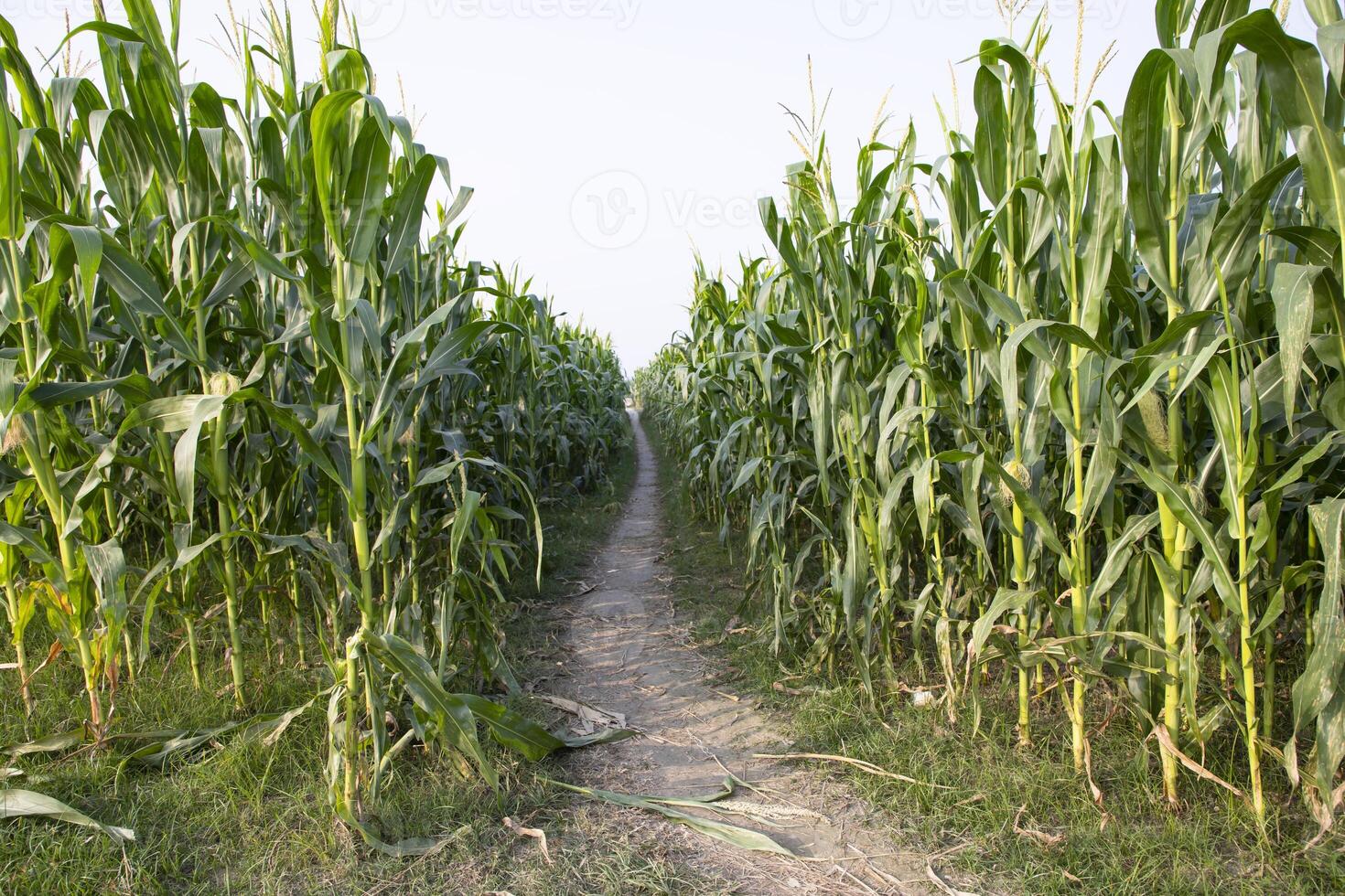 The rural path through the cornfield with the blue sky photo