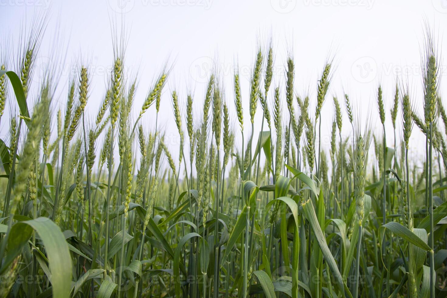 de cerca verde trigo espiga grano en el campo foto