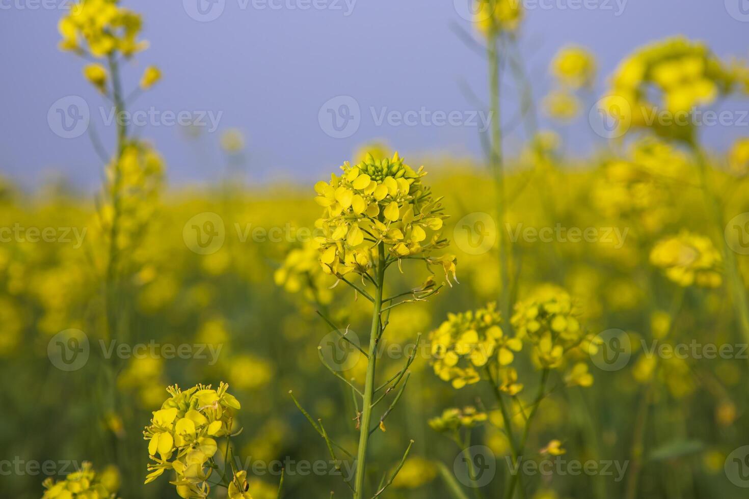 Close-up Focus A Beautiful  Blooming  Yellow rapeseed flower with blurry background photo