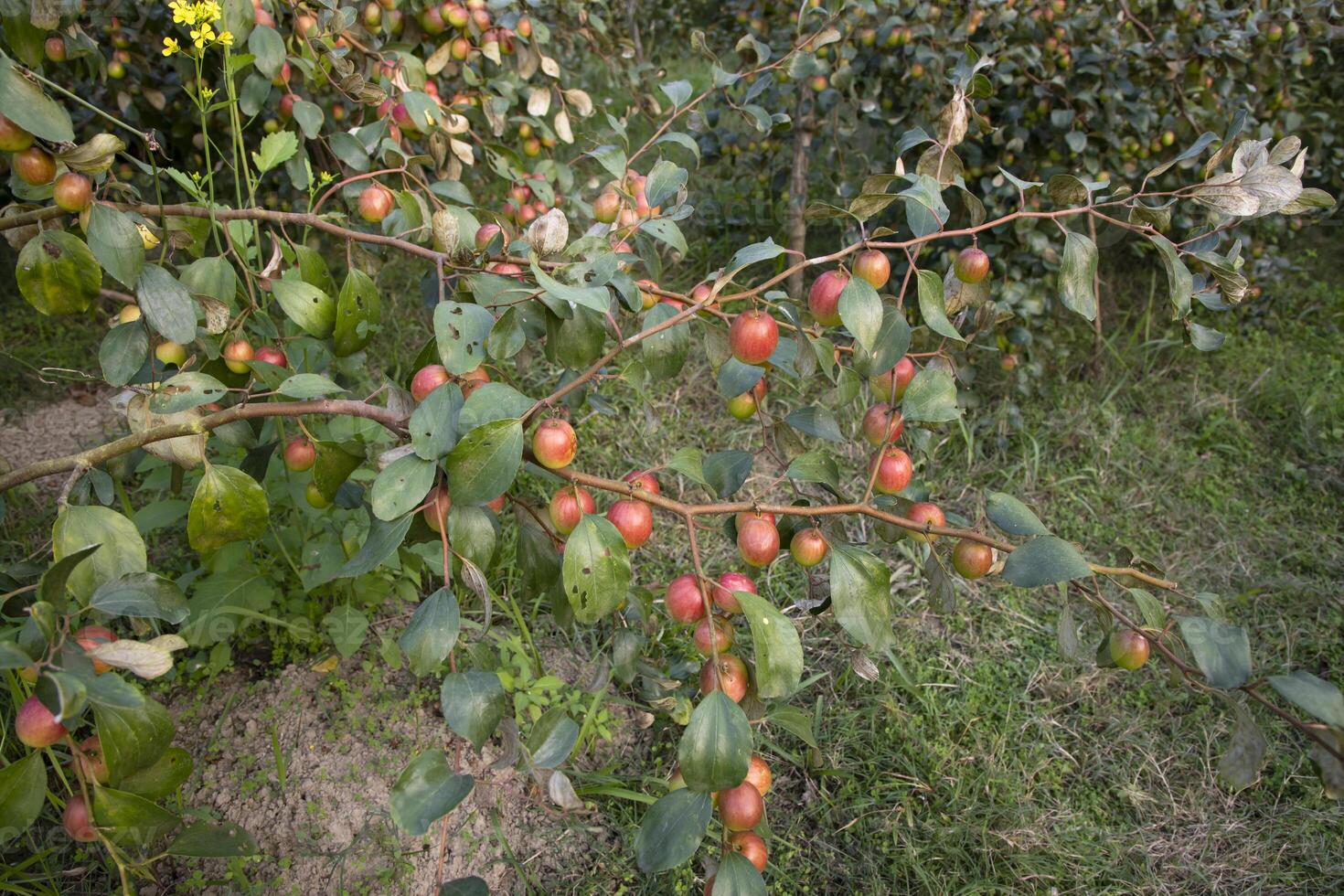Fruit tree with unripe Red jujube fruits or apple kul boroi  in the garden photo