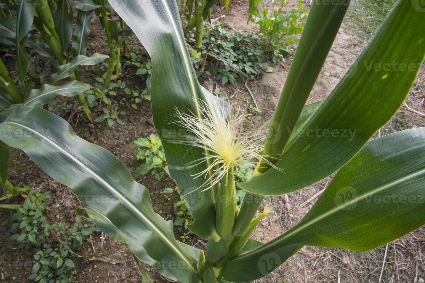 agricultural field of corn with young maize cobs growing on the  farm photo