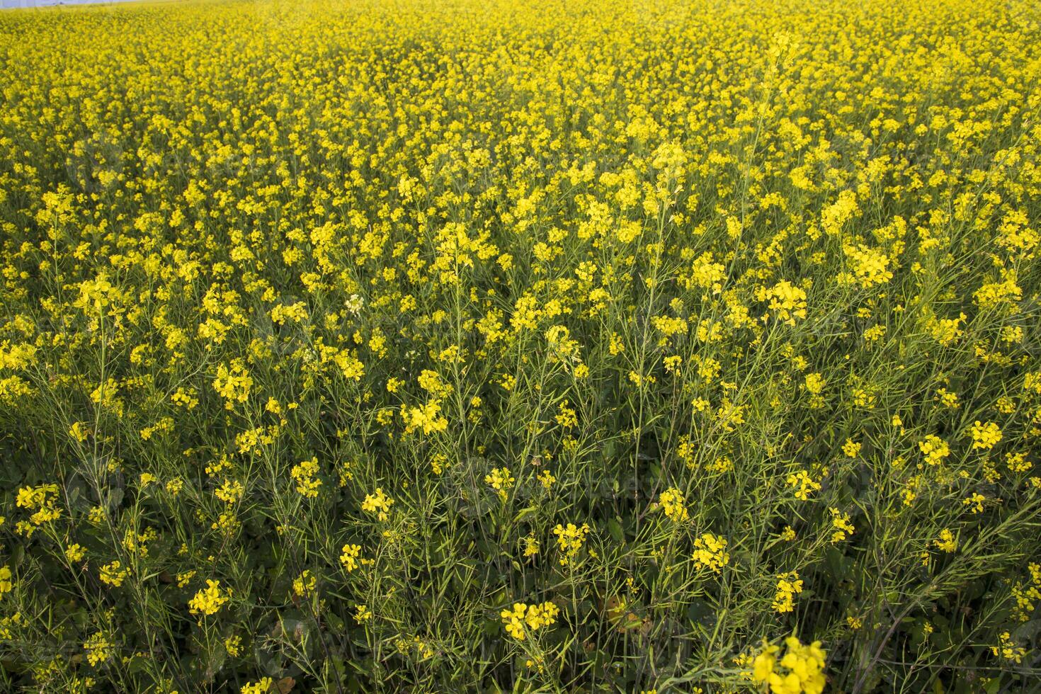 Blooming Yellow Rapeseed flowers in the field.  can be used as a floral texture background photo
