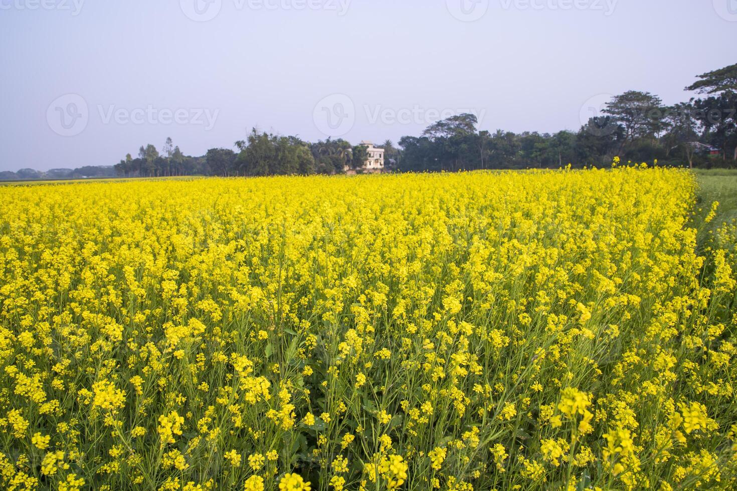 Beautiful Floral Landscape View of Rapeseed  in a field with blue sky in the countryside of Bangladesh photo