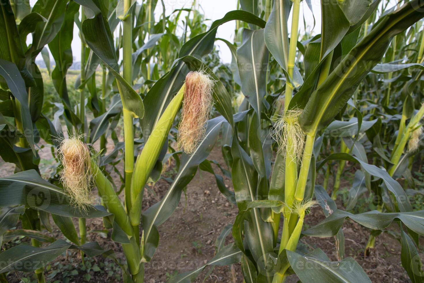 agricultural field of corn with young maize cobs growing on the  farm photo