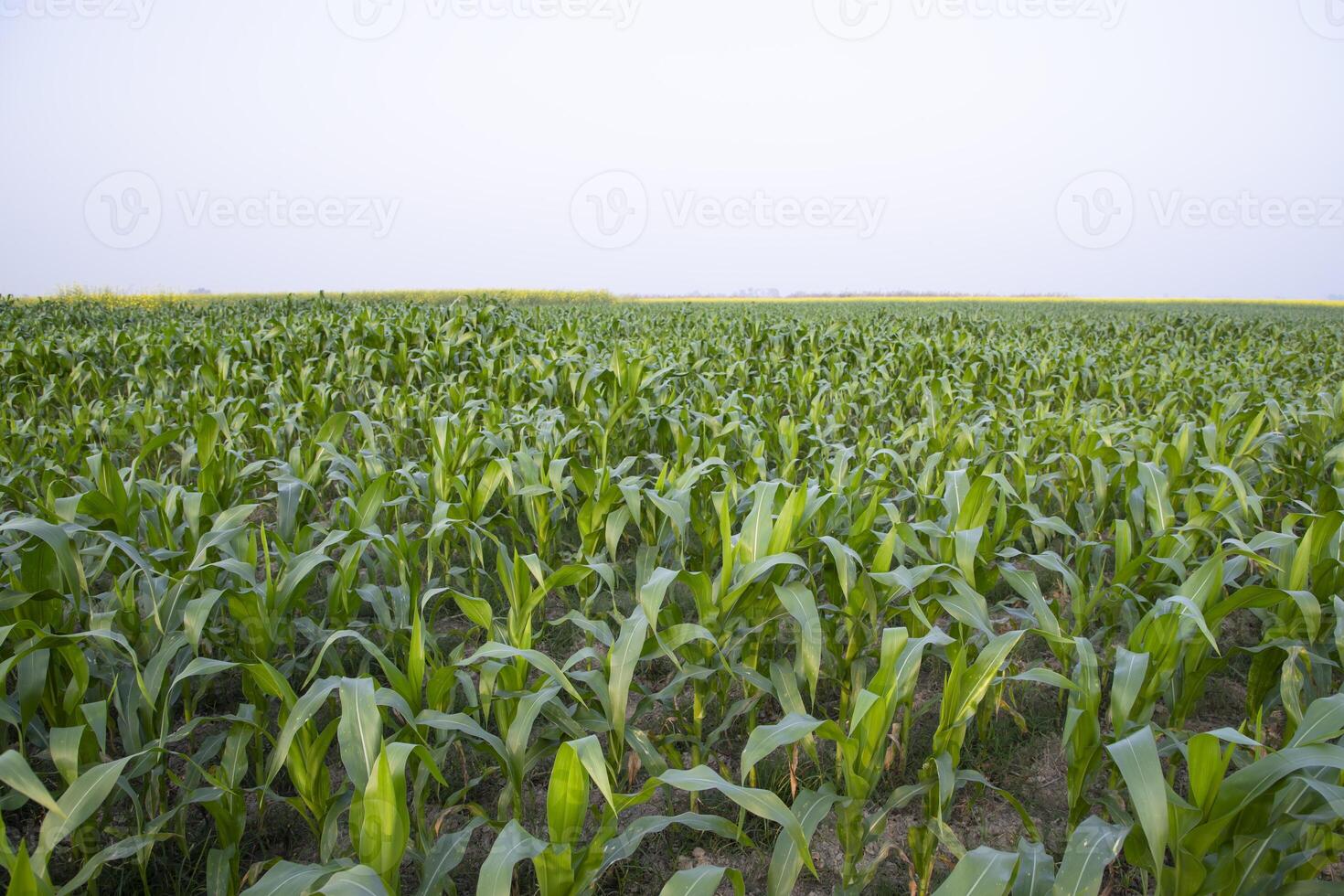 agricultura maíz campos creciente en el cosecha campo de Bangladesh foto