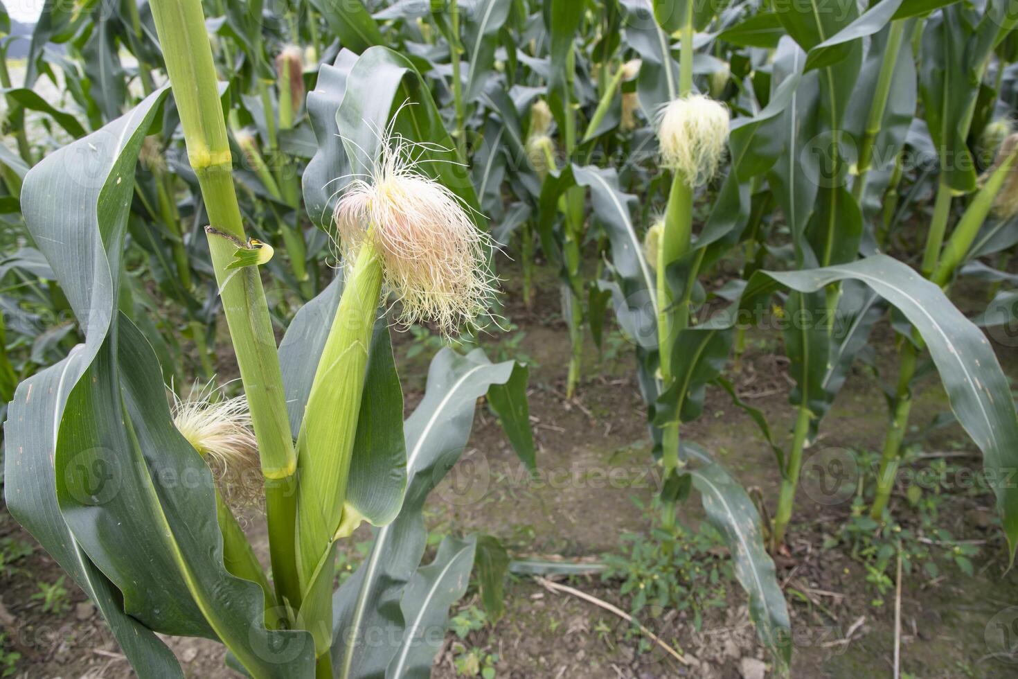 agricultural field of corn with young maize cobs growing on the  farm photo