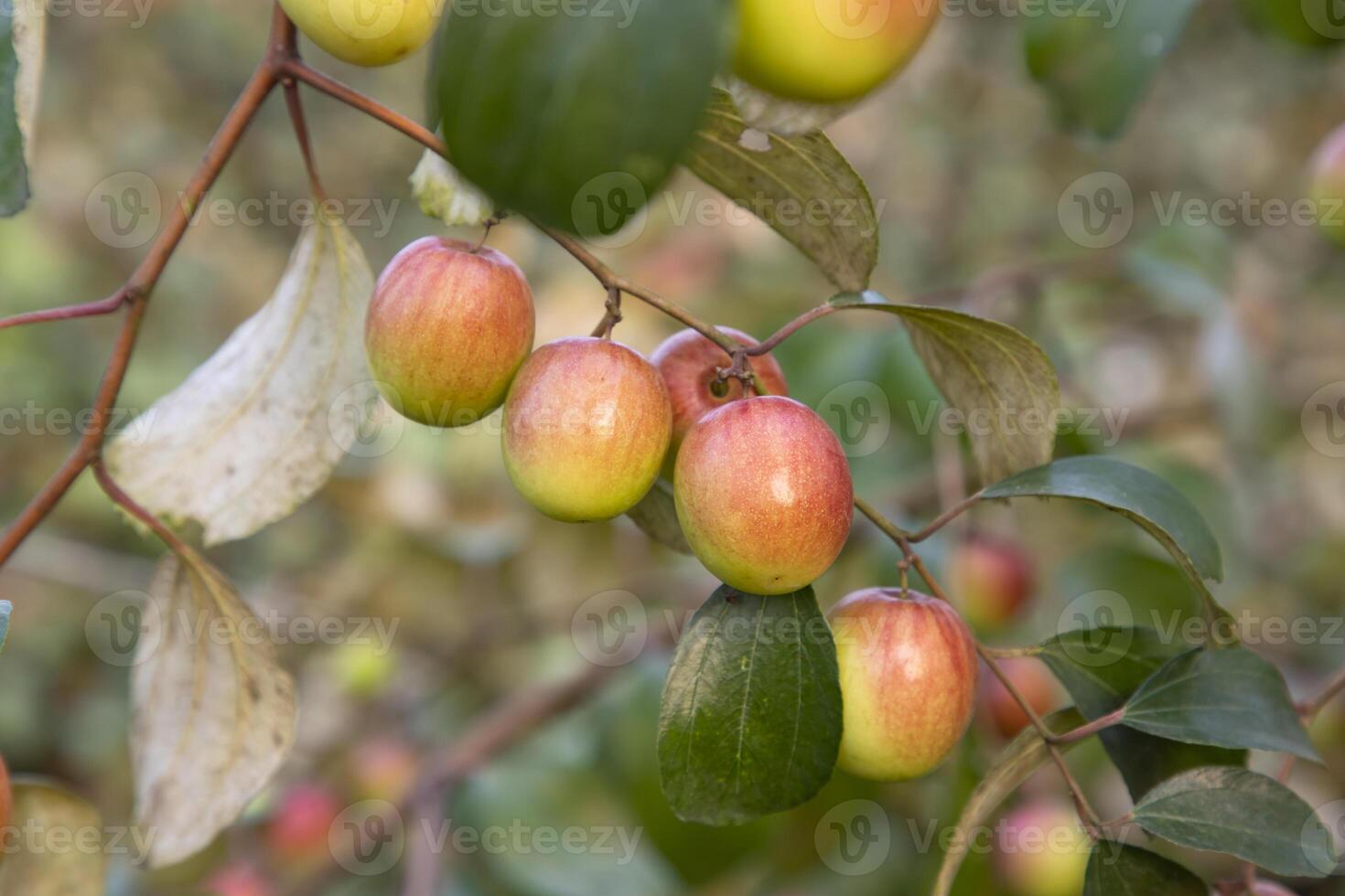 Red jujube fruits or apple kul boroi on a branch in the garden. Selective Focus with Shallow depth of field photo