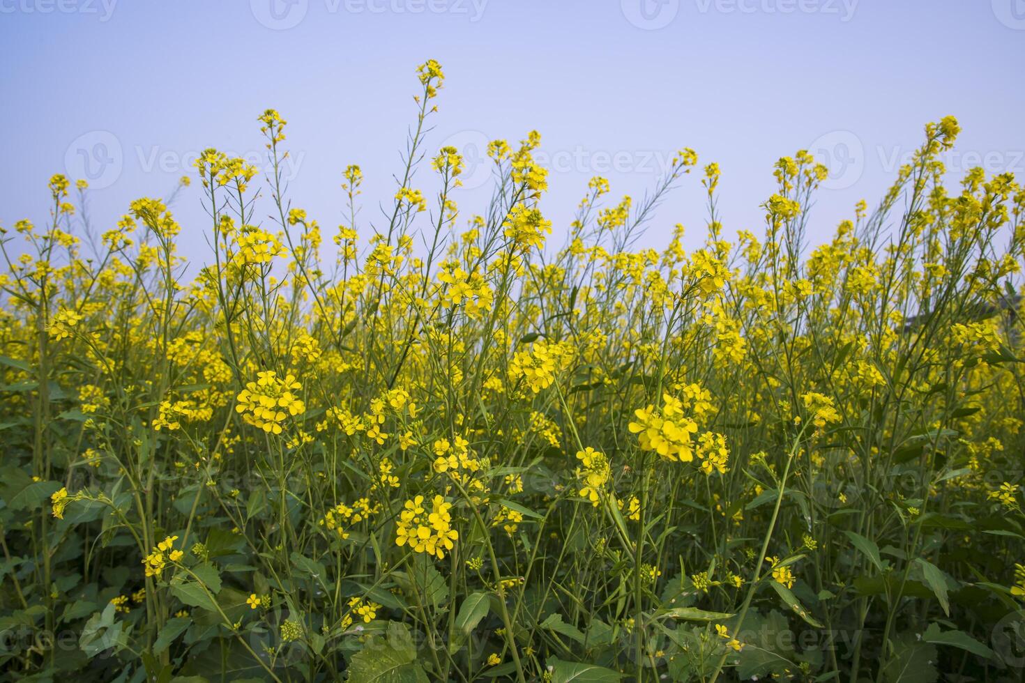 Outdoor yellow Rapeseed Flowers Field Countryside of Bangladesh photo