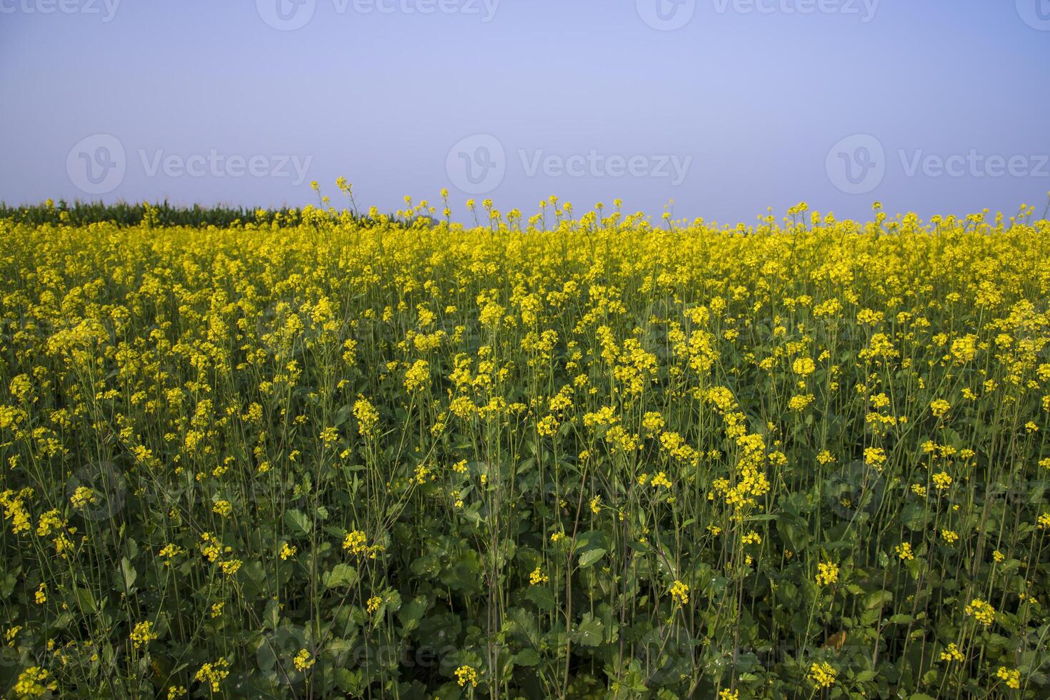 Outdoor yellow Rapeseed Flowers Field Countryside of Bangladesh photo