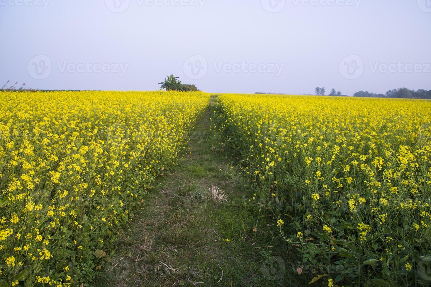 Rural dirt road through the rapeseed field with the blue sky background photo