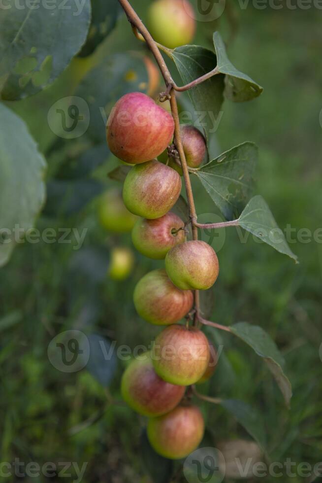 rojo pastilla frutas o manzana kul boroi en un rama en el jardín. selectivo atención con superficial profundidad de campo foto