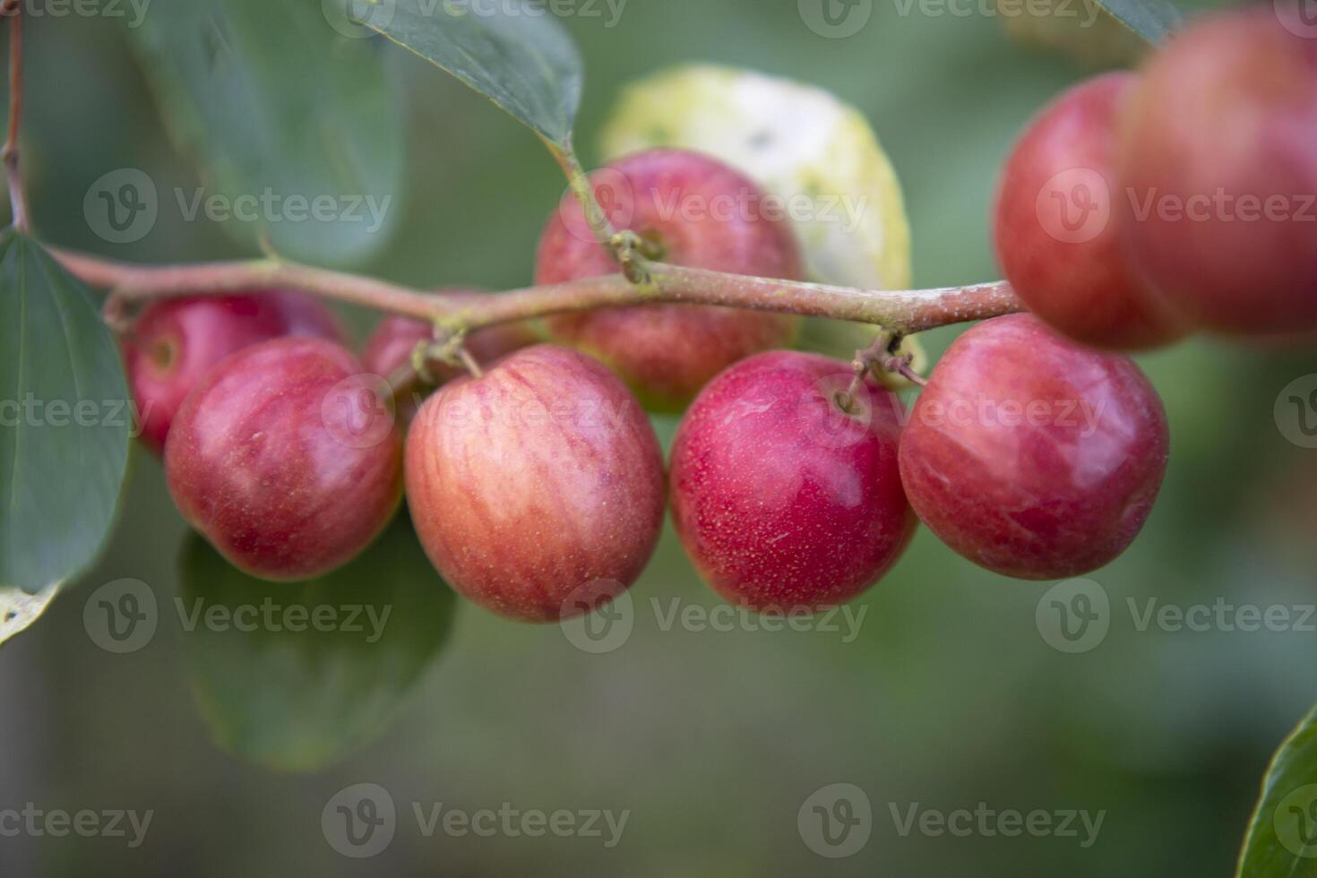 Red jujube fruits or apple kul boroi on a branch in the garden. Selective Focus with Shallow depth of field photo