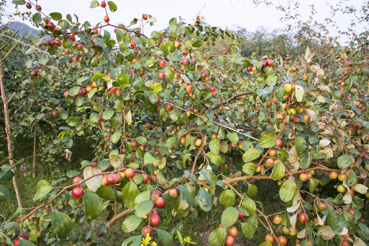 Fruit tree with unripe Red jujube fruits or apple kul boroi  in the garden photo