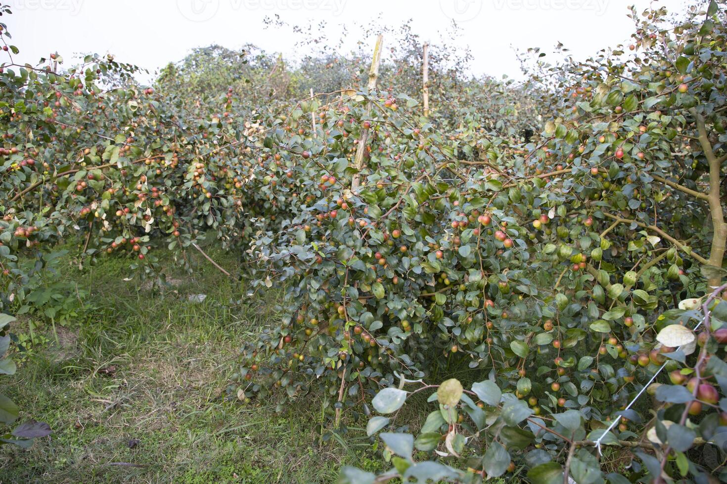 Fruit tree with unripe Red jujube fruits or apple kul boroi  in the garden photo