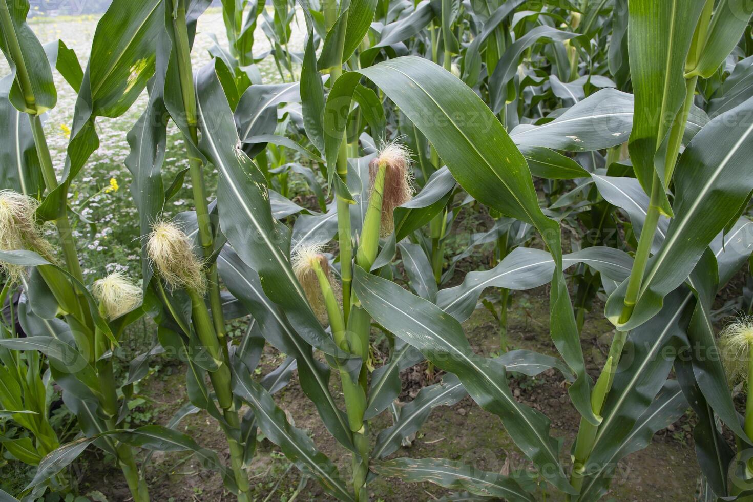 agricultural field of corn with young maize cobs growing on the  farm photo