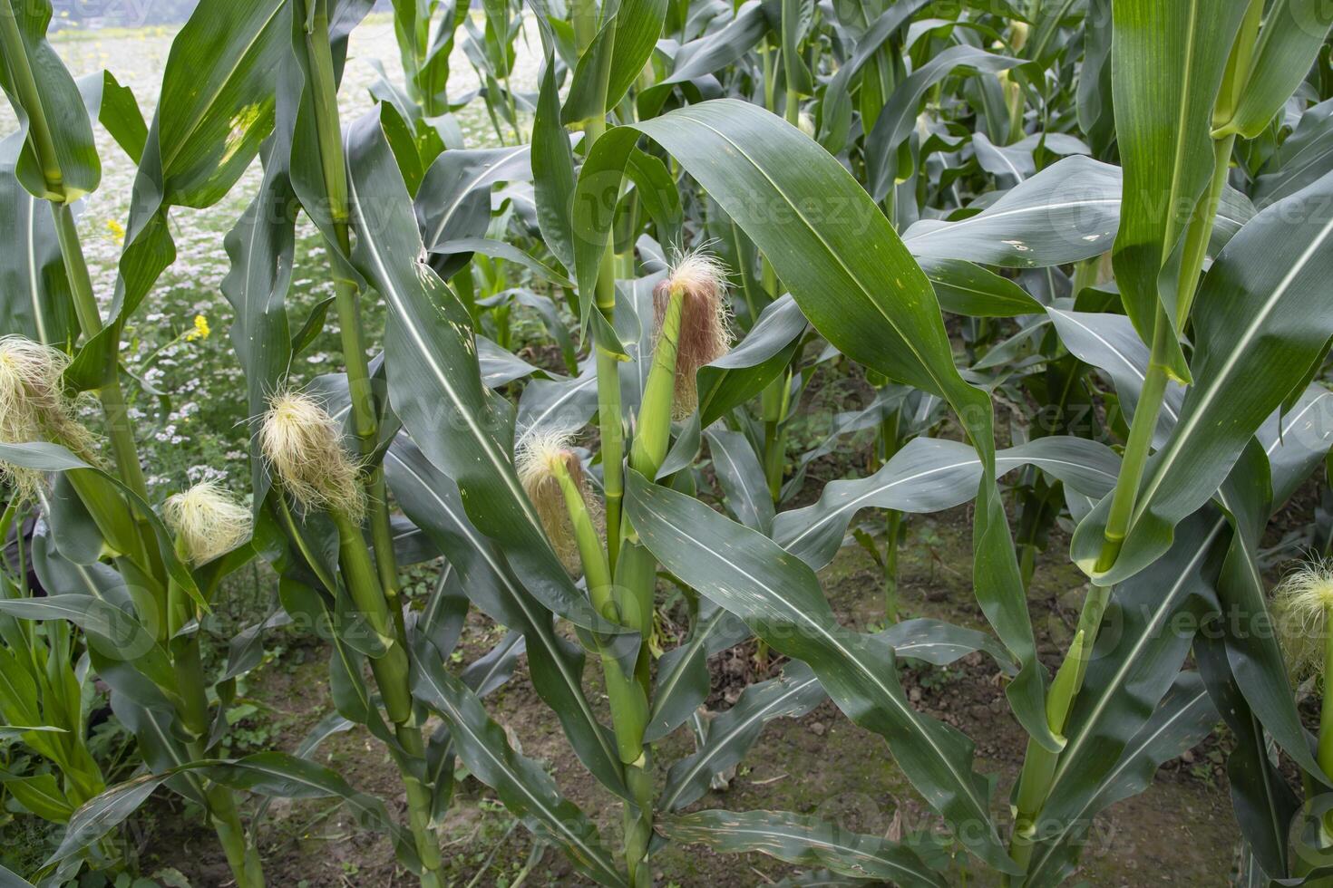 agrícola campo de maíz con joven maíz mazorcas creciente en el granja foto