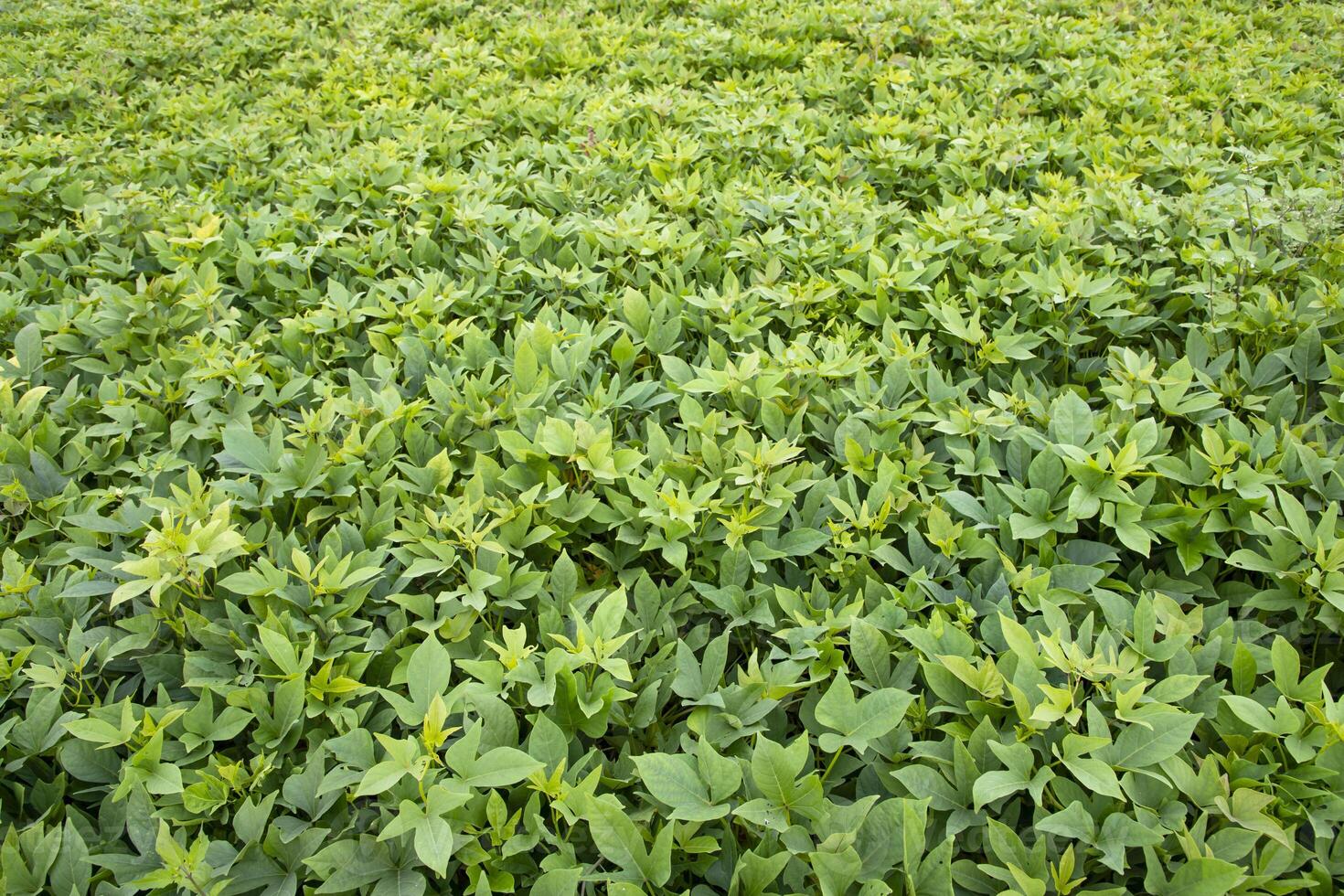 Green Leaves Pattern Texture Background of the Sweet Potato Plant in the Field Countryside of Bangladesh photo