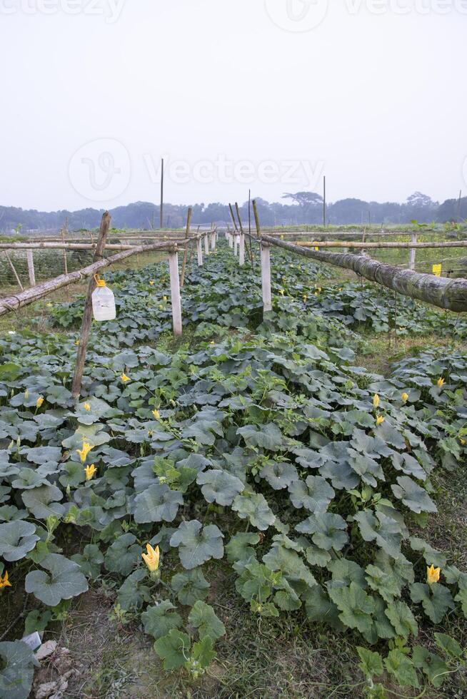 Green Organic vegetable sweet pumpkin Plantation in the garden photo