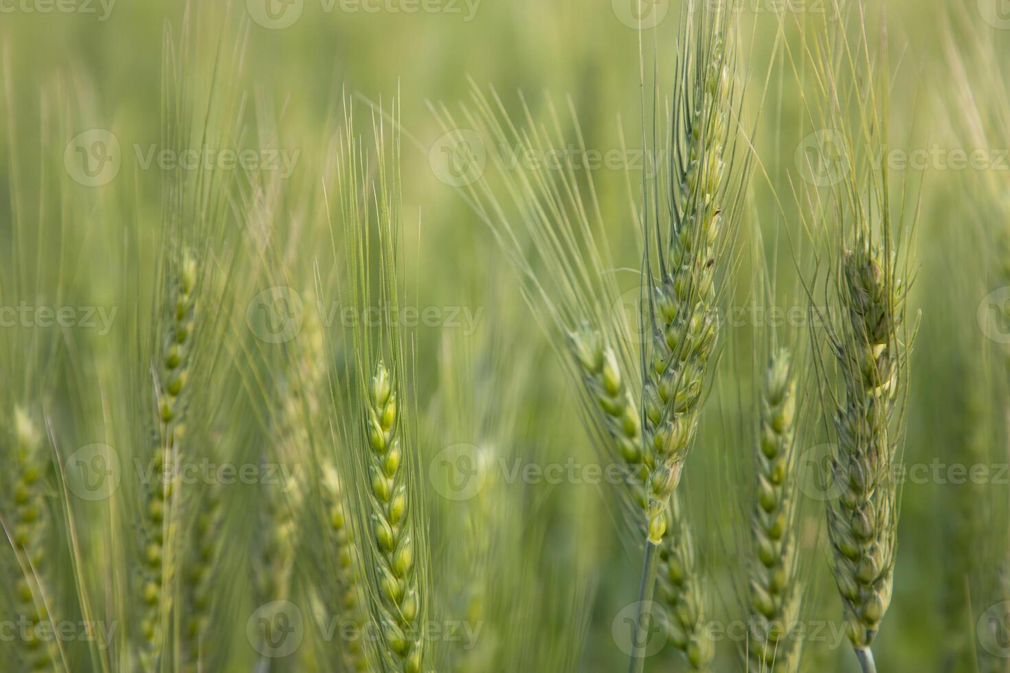 de cerca verde trigo espiga grano en el campo foto