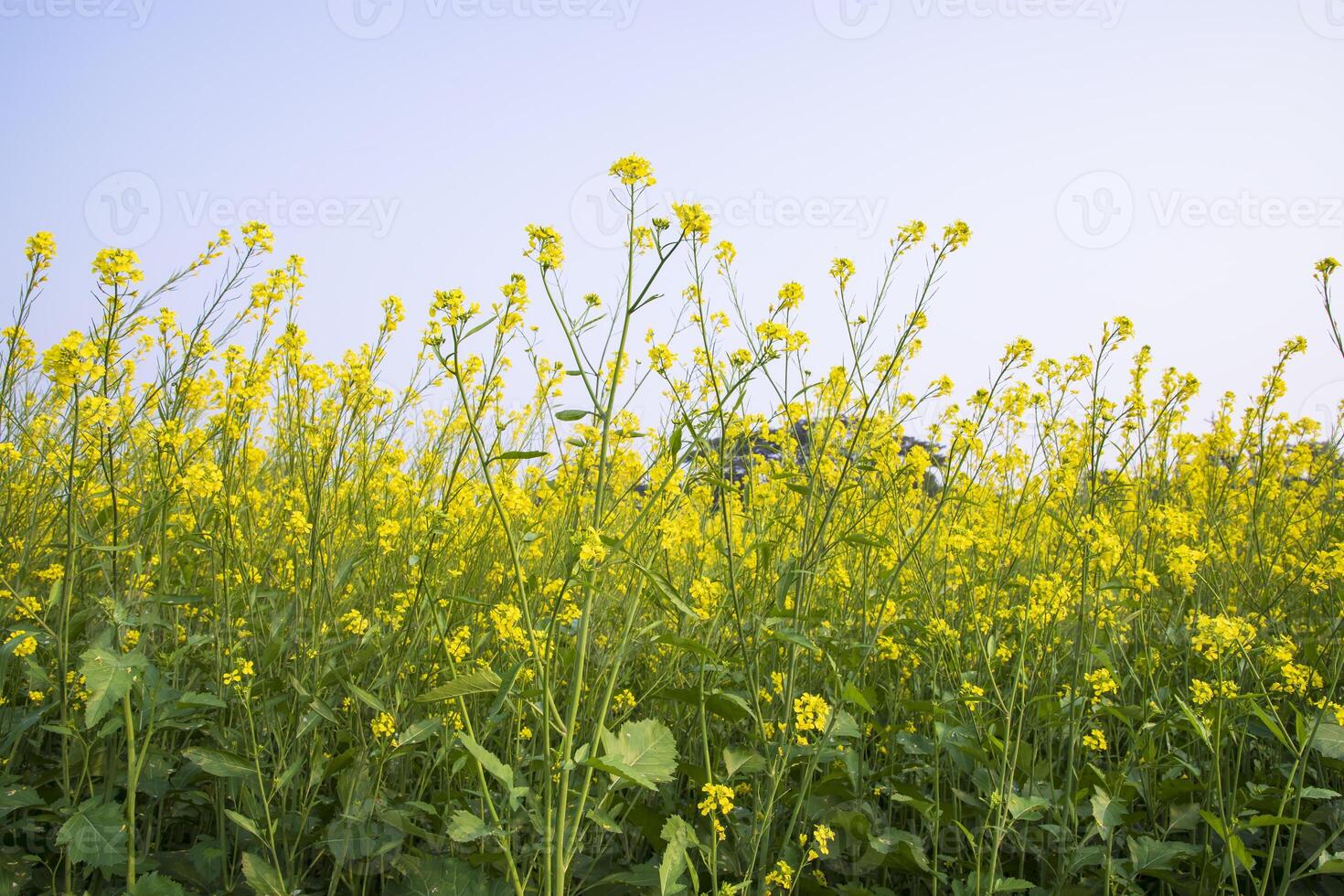 Outdoor yellow Rapeseed Flowers Field Countryside of Bangladesh photo