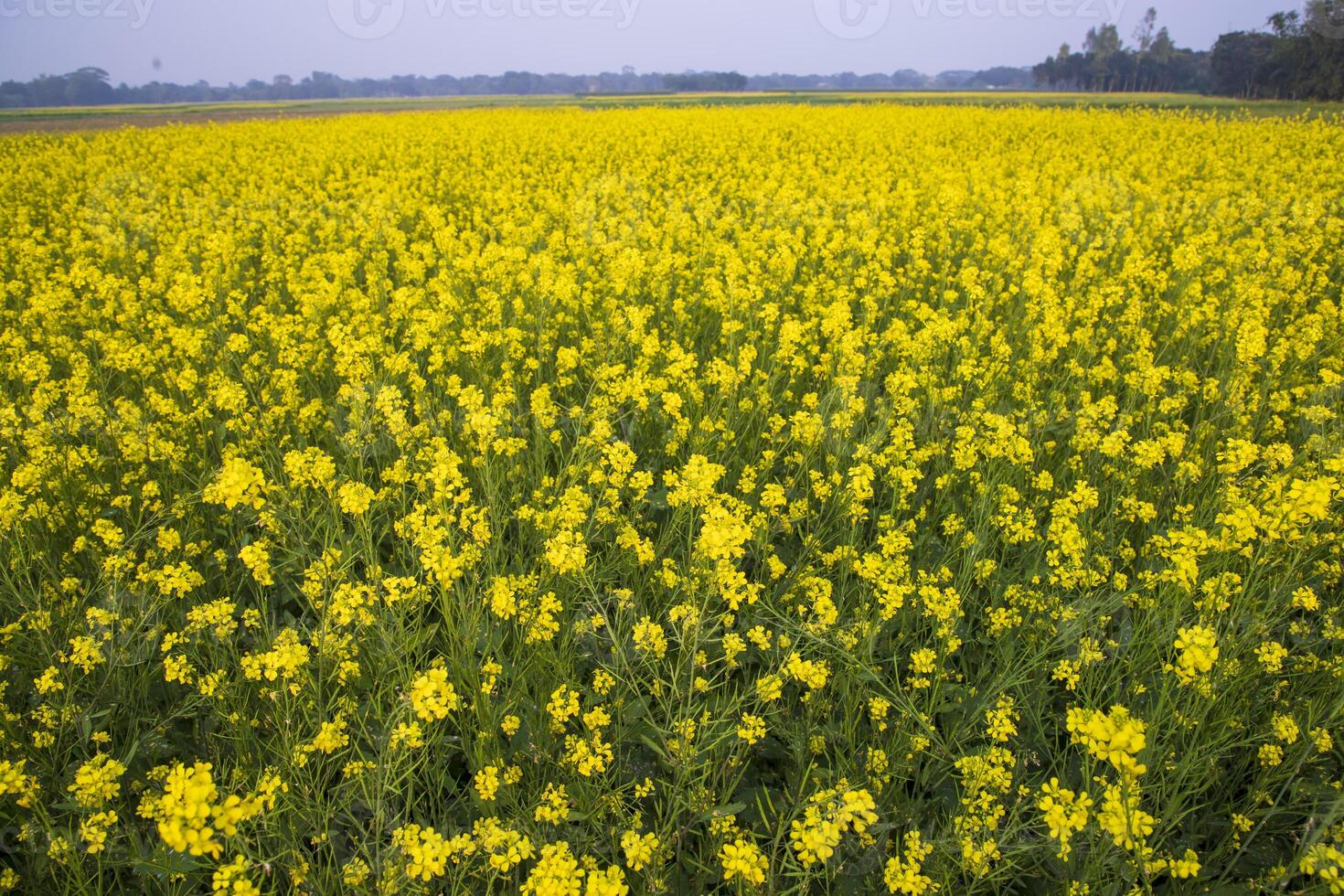 Beautiful Floral Landscape View of Rapeseed  in a field with blue sky in the countryside of Bangladesh photo