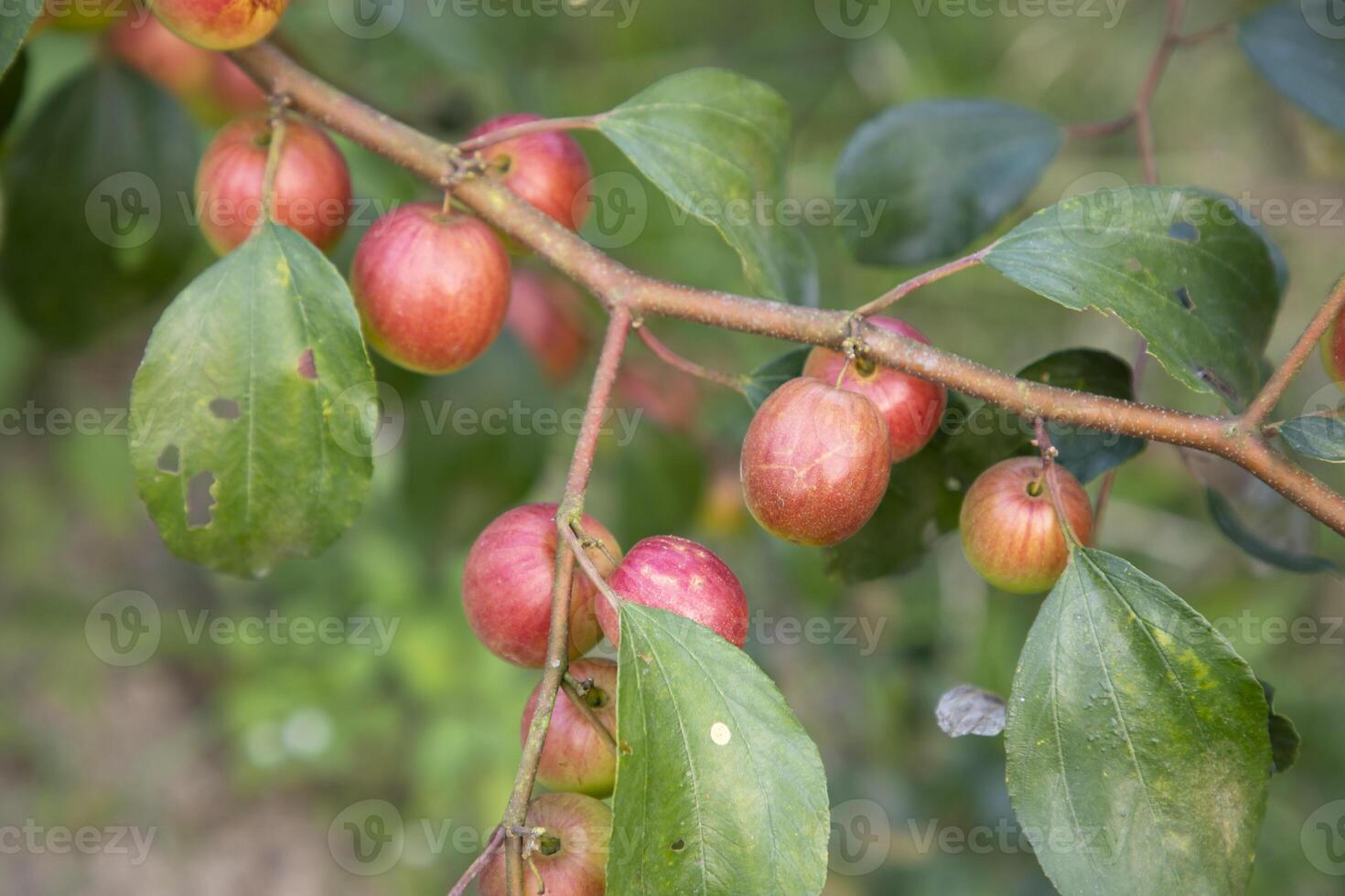 rojo pastilla frutas o manzana kul boroi en un rama en el jardín. selectivo atención con superficial profundidad de campo foto