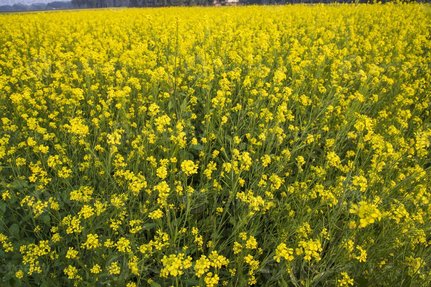 Blooming Yellow Rapeseed flowers in the field.  can be used as a floral texture background photo