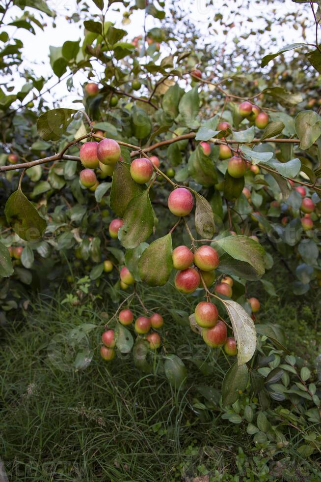 Fruit tree with unripe Red jujube fruits or apple kul boroi  in the garden photo