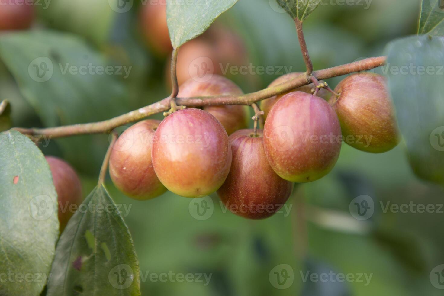 Red jujube fruits or apple kul boroi on a branch in the garden. Selective Focus with Shallow depth of field photo