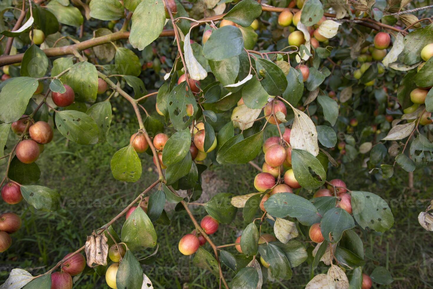 Fruit tree with unripe Red jujube fruits or apple kul boroi  in the garden photo